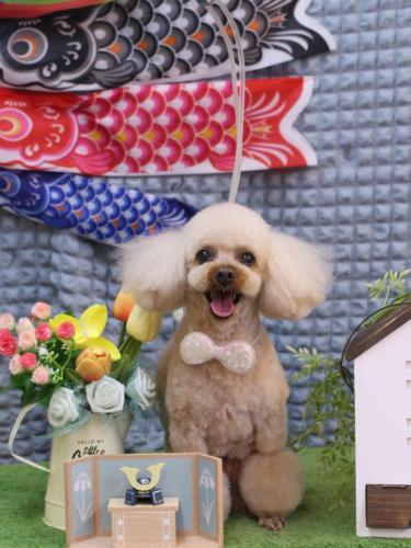 20230527マロンちゃん